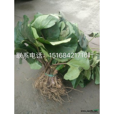 花叶蔓长春小苗 吊兰吸甲醛净化空气植物兰