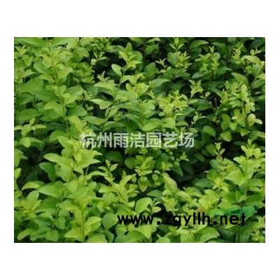 花境绿化带地被植物苗金边日本矮麦冬草长叶细庭院耐寒玉龙草沿阶