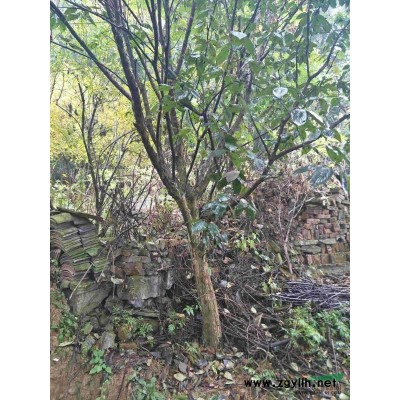 供应高杆染井吉野早樱1.2米到2米分支18公分到24公分