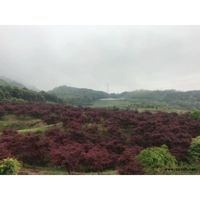 供应精品樱花染井吉野24公分/25公分/26公分/27公分