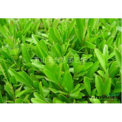 亮绿冷冬 H20 P20