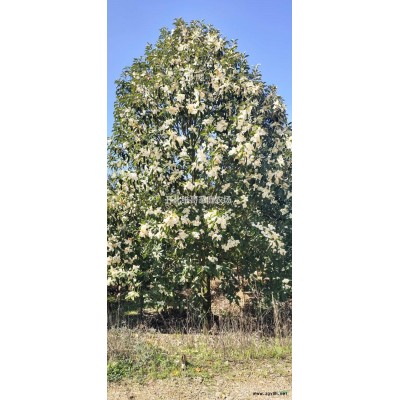 优质特价深山含笑产地直销 深山含笑10-24公分大量供应