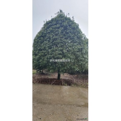 大小规格七叶树10-40公分产地直销七叶树精品苗七叶树工程苗