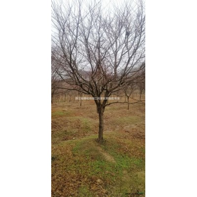 宁波哪里有卖鸡爪槭的，鸡爪槭价格怎样，鸡爪槭哪里便宜