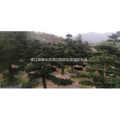 红枫6*新价格/红枫6报价