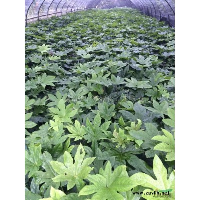 黄馨大毛球，迎春大毛球直销