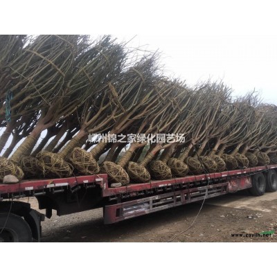 精品红枫这里便宜