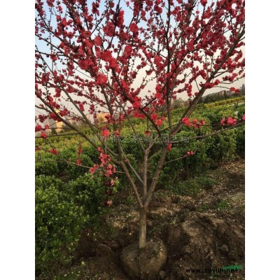 喷雪花价格哪里便宜 今年我苗圃批发喷雪花报价便宜 浙江喷雪花