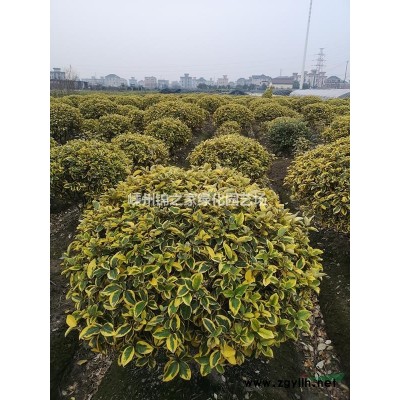 浙江金边阔叶麦冬草价格片法价格多少钱 浙江金边麦冬草报价