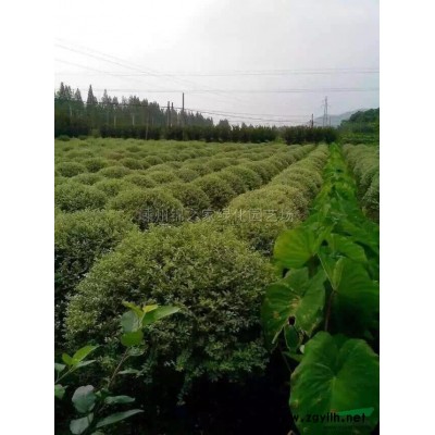供应金森女贞毛球，金森女贞实球P120-200