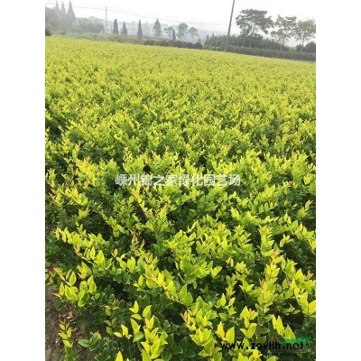 供应篱笆苗青珊瑚H60-220，苗子粗壮，质量保证价格实惠