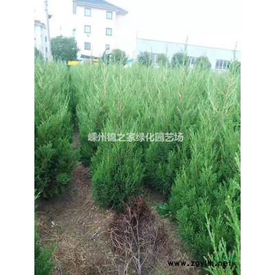 大量供应麦冬草5万方，数量足品质好，价格实惠量大从优