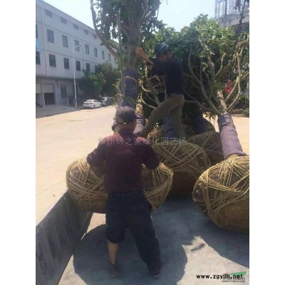 供应红枫D3-12公分数量2000棵，分支均匀土球好产地直销