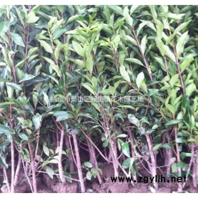 大量供应各类大杯金森女贞大杯 红花继木大杯 红叶石楠大杯 毛鹃大杯