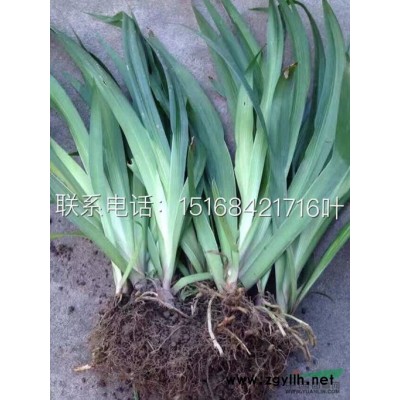 供应40-80公分棣棠地栽苗80万棵