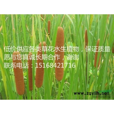 供应小叶女贞球、茶梅球、卫矛球、金叶女贞球