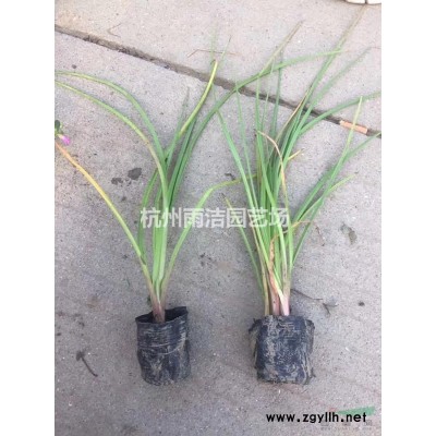 造型罗汉松 大量供应 1-30公分 造型精美 价格实惠 欢迎联系