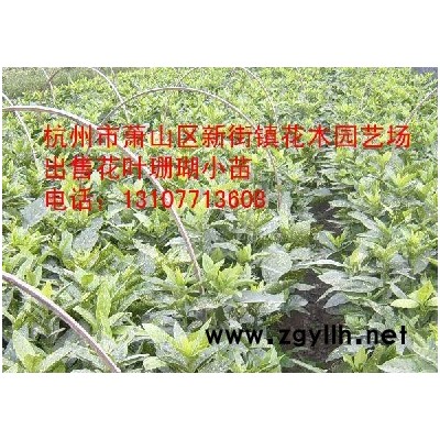 供应西府海棠、垂丝海棠