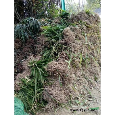 黄瑞香 黄才香 地栽 毛球 各规格夹竹桃 紫荆低价直销中 *产地直销