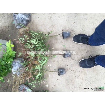 低价直销八角金盘毛球 色块 地栽 小杯 大杯 超大杯 规格* 产地直销 欢迎联系