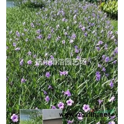 *低价供应红花石蒜、再力花、水生鸢尾、水生美人蕉、芦苇