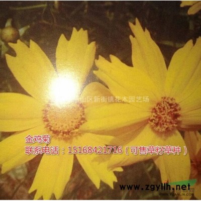 供应花叶水葱、金线水葱、青叶水葱-品种* 可发* 欢迎随时订购