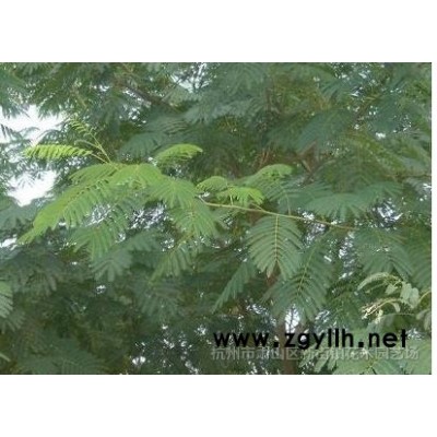 精品海桐球 大叶黄杨球基地 低价供应 各规格精品海桐球 黄杨球