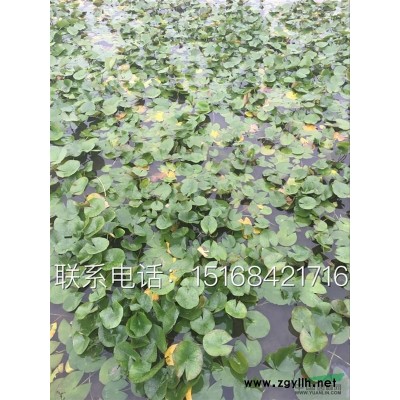 大叶黄杨小苗 瓜子黄杨小苗工程苗全年接受预订 欢迎订购