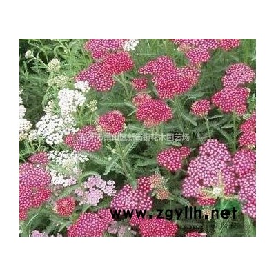 基地供应银边麦冬