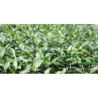 花叶芒 花叶芒价格 花叶芒观赏草 花叶茫浙江自产自销