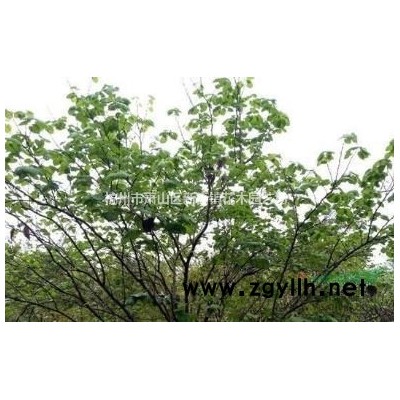 优质-水生植物供应商-雨洁园艺-易栽培-成活率高-售后完善