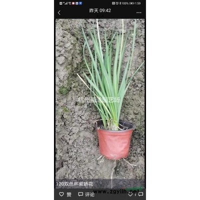 水生植物工程苗千蕨菜 等各类水生植物 低价出售