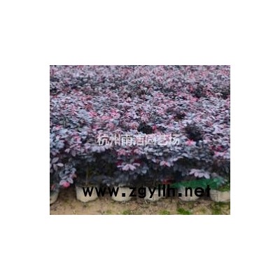 浙江低价批发各类水生植物、荷花、睡莲、鸢尾、菖蒲