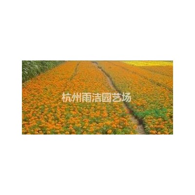 各类水生植物，睡莲、芦苇，蒲草、鄢陵水生植物。浙江水生植物，