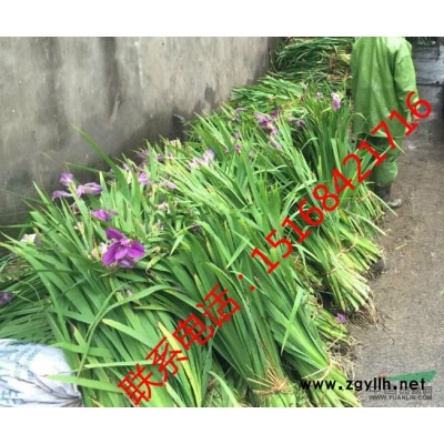 水生鸢尾，德国鸢尾，常绿鸢尾产地供应图片价格