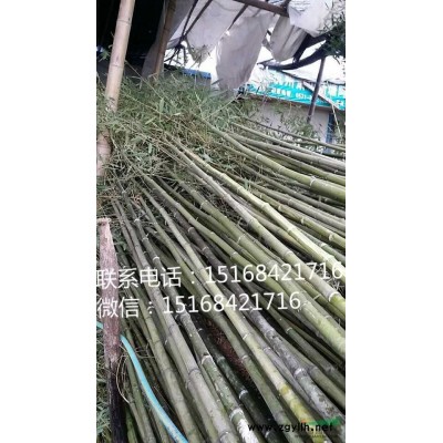 荷花、睡莲、红莲子草、芡实、蜘蛛兰、香菇草、金钱水葱产地