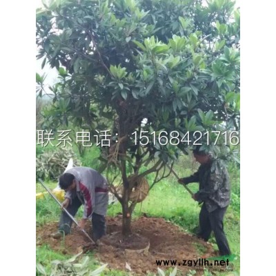 水菖蒲价格_水菖蒲图片_水菖蒲产地_水菖蒲绿化苗木苗圃基地