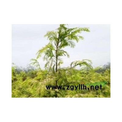 新鲜芦苇根芦苇苗芦苇植物水生植物湿地绿化公园造景植物