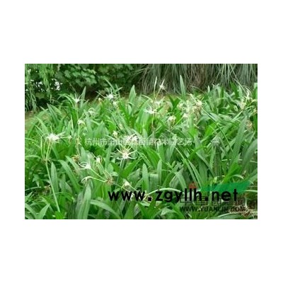 葱兰花苗易种易活盆栽葱莲风雨兰绿植四季花卉耐阴植物韭菜兰种球