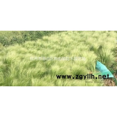 美人蕉小苗花美人蕉植物绿化工程庭院苗木