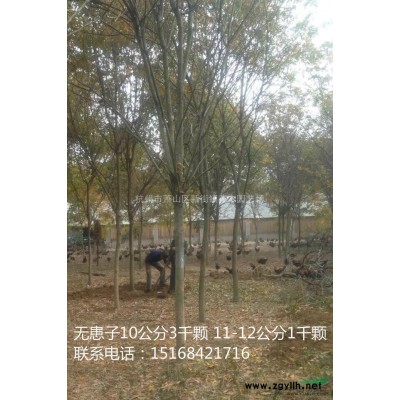 [供应]醉鱼草行情报价\醉鱼草图片展示