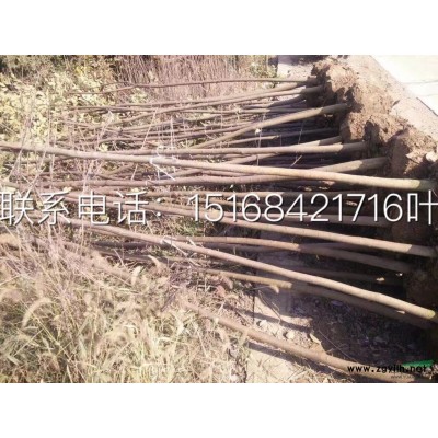 [供应]浙江八仙花介绍