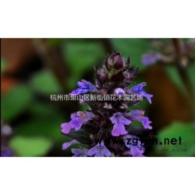 [供应]浙江红景天信息