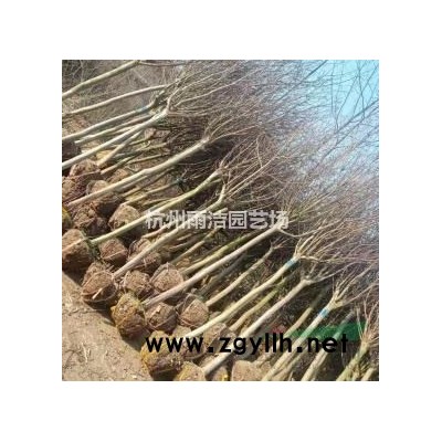 供应细叶芒行情报价\细叶芒图片展示