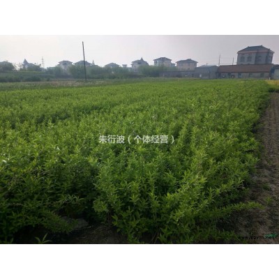 大量出售花叶络石