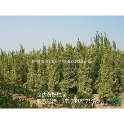 [供应]浙江彩叶杞柳报价/彩叶杞柳图片