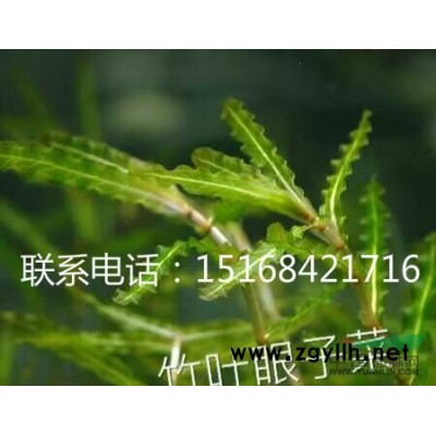 [供应]黑藻图片\黑藻报价