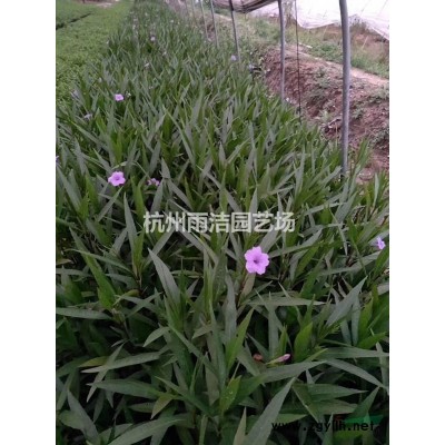 [供应]小叶栀子花图片\小叶栀子花报价