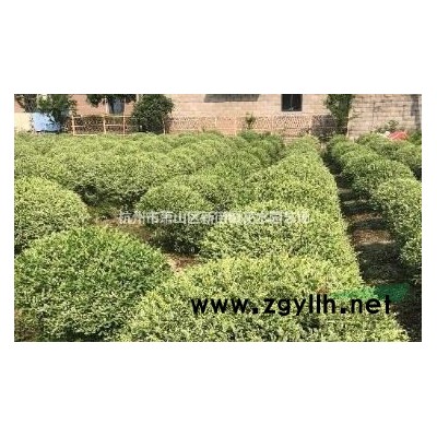 [供应]浙江银姬小蜡