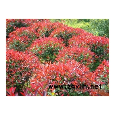 [供应]浙江紫叶小檗介绍